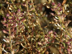 Lepidium schinzii