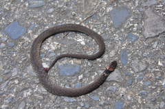 Taiwan Keelback photo 3