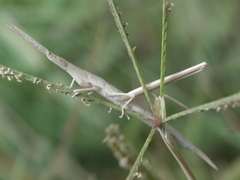 Acrida turrita