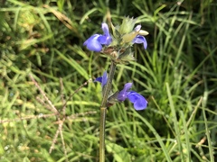 Salvia prunelloides