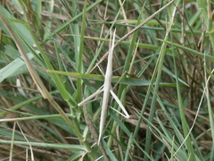 Acrida turrita
