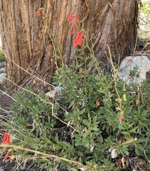 Penstemon rostriflorus
