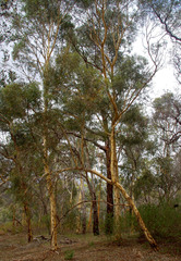 Eucalyptus laeliae