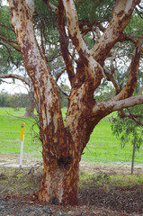 Eucalyptus lane-poolei