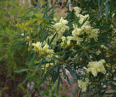 Acacia microbotrya