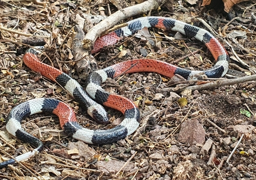 Balsan Coralsnake