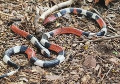 Micrurus laticollaris