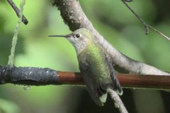 Selasphorus calliope