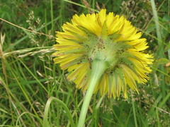 Microseris laciniata