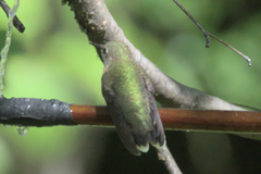 Selasphorus calliope