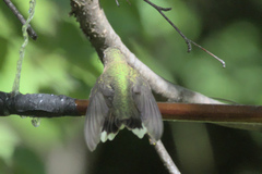 Selasphorus calliope