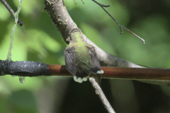 Selasphorus calliope