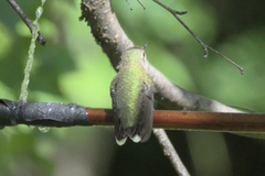 Selasphorus calliope