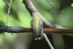 Selasphorus calliope