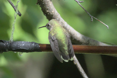 Selasphorus calliope