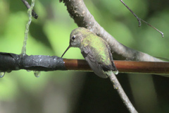 Selasphorus calliope