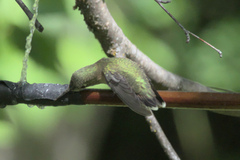 Selasphorus calliope