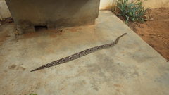 Acrantophis dumerili