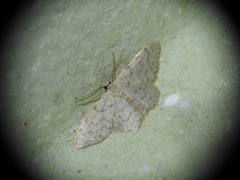 Idaea alyssumata