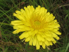 Microseris laciniata