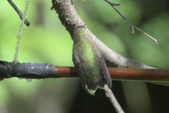 Selasphorus calliope