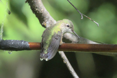 Selasphorus calliope