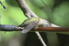 Selasphorus calliope