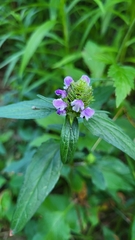 Prunella vulgaris