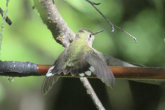 Selasphorus calliope