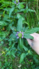 Prunella vulgaris