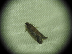 Ephestia elutella