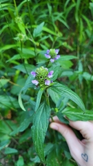 Prunella vulgaris