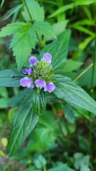 Prunella vulgaris