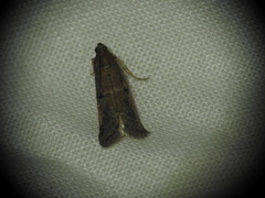 Ephestia elutella