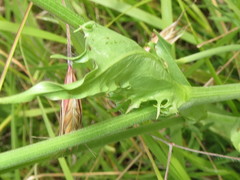 Microseris laciniata