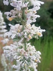 Nepeta nepetella
