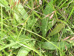 Microseris laciniata