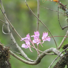 Comparettia macroplectron