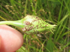 Microseris laciniata
