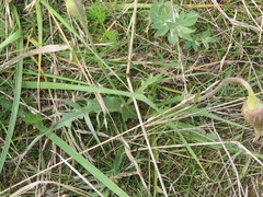 Microseris laciniata