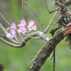 Comparettia macroplectron