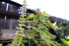 Coleus amboinicus