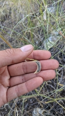 Astragalus sclerocarpus