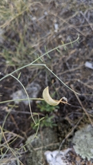 Astragalus sclerocarpus