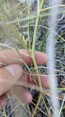 Astragalus sclerocarpus