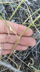 Astragalus sclerocarpus