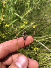 Carex sterilis