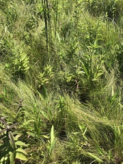 Carex sterilis