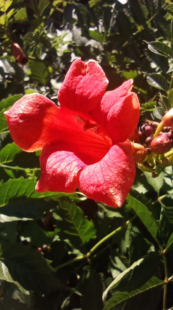 American trumpet vine from Albion, Nebraska 68620, EE. UU. on July 21