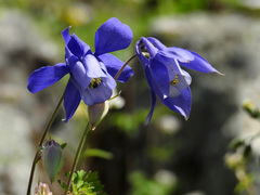 Aquilegia alpina